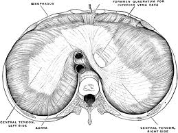 Diaphragm