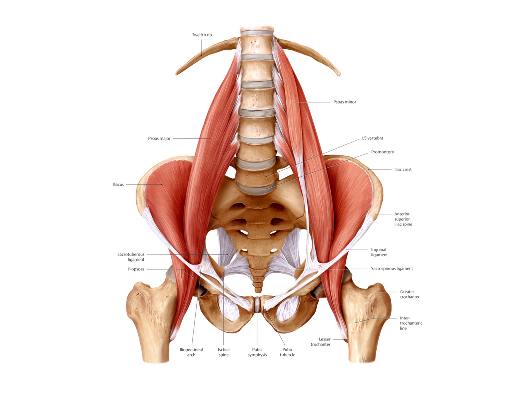 Psoas