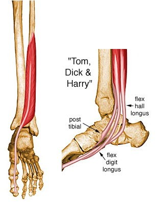 posterior tibialis